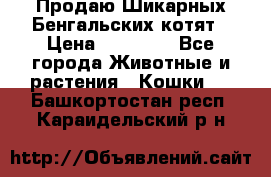 Продаю Шикарных Бенгальских котят › Цена ­ 17 000 - Все города Животные и растения » Кошки   . Башкортостан респ.,Караидельский р-н